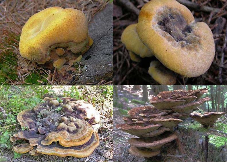 Polyporus(?) meraviglioso (Phaeolus schweinitzii)